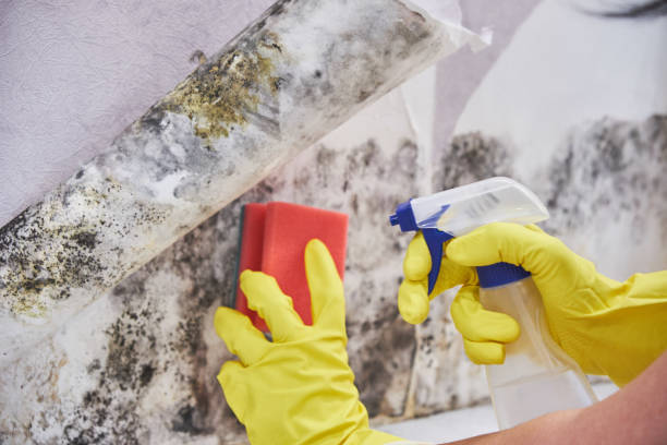 Best Emergency Mold Remediation  in , WI